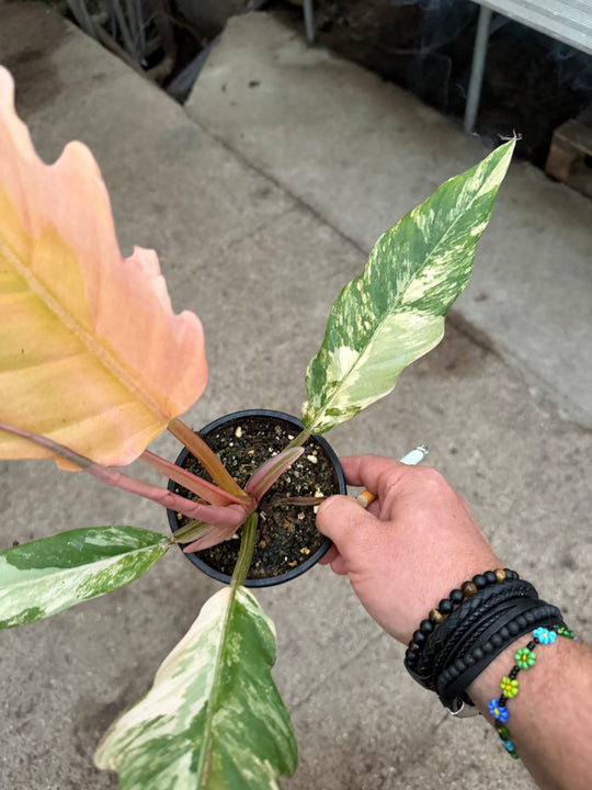 Philodendron caramel marble
