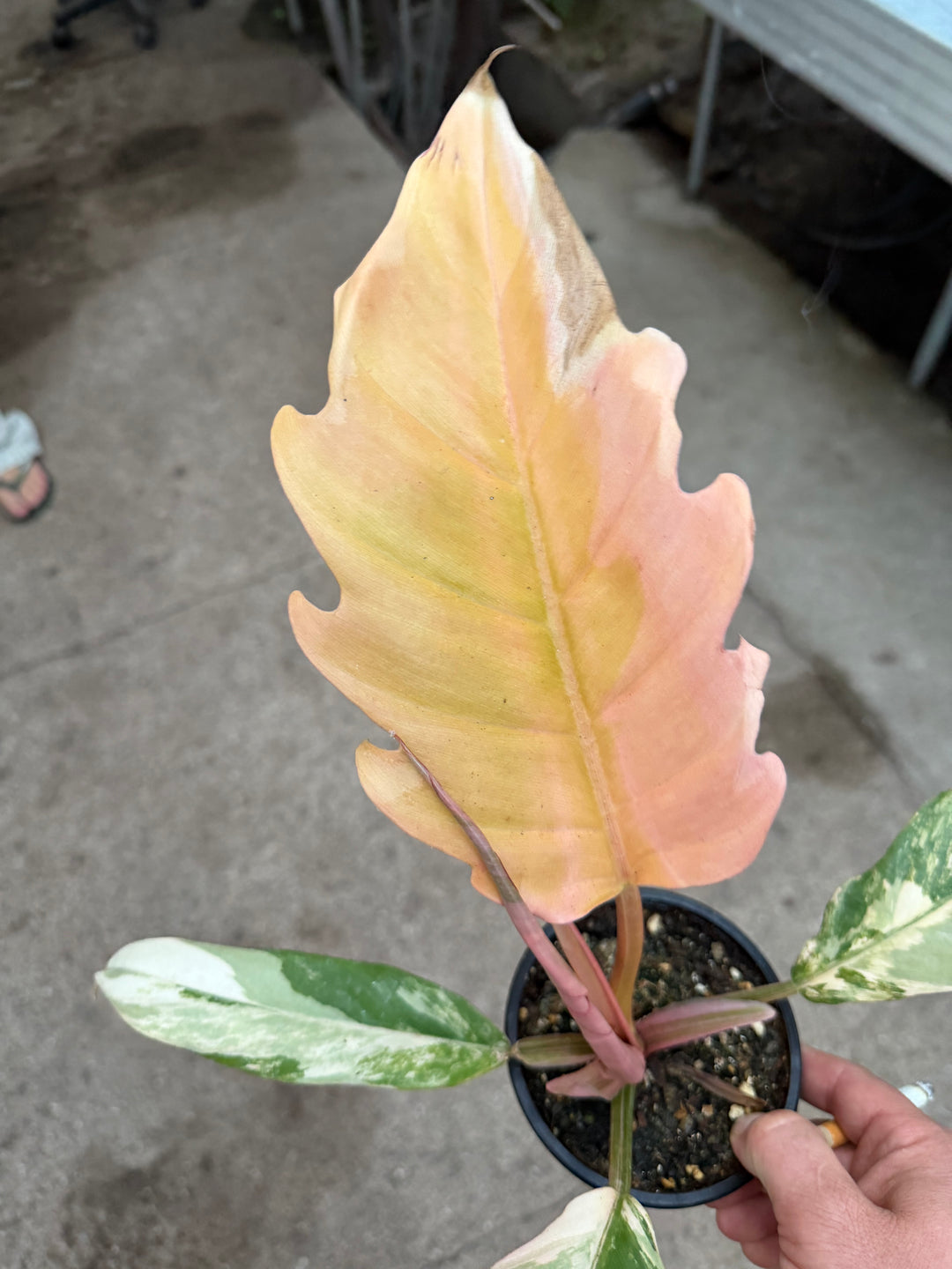 Philodendron caramel marble