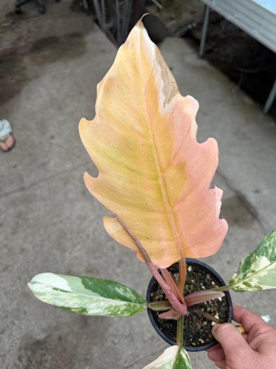 Philodendron caramel marble