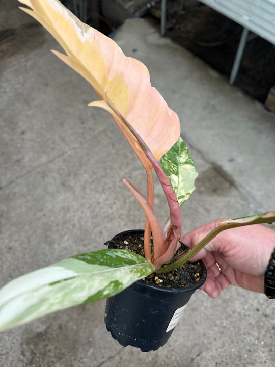 Philodendron caramel marble