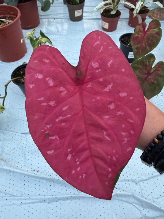 Caladium