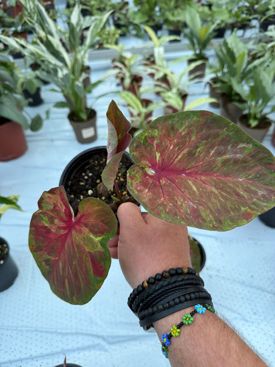 Caladium