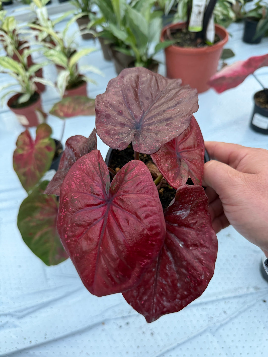 Caladium