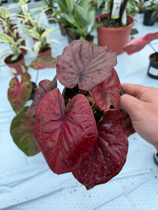 Caladium
