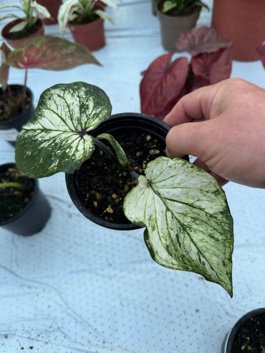 Caladium