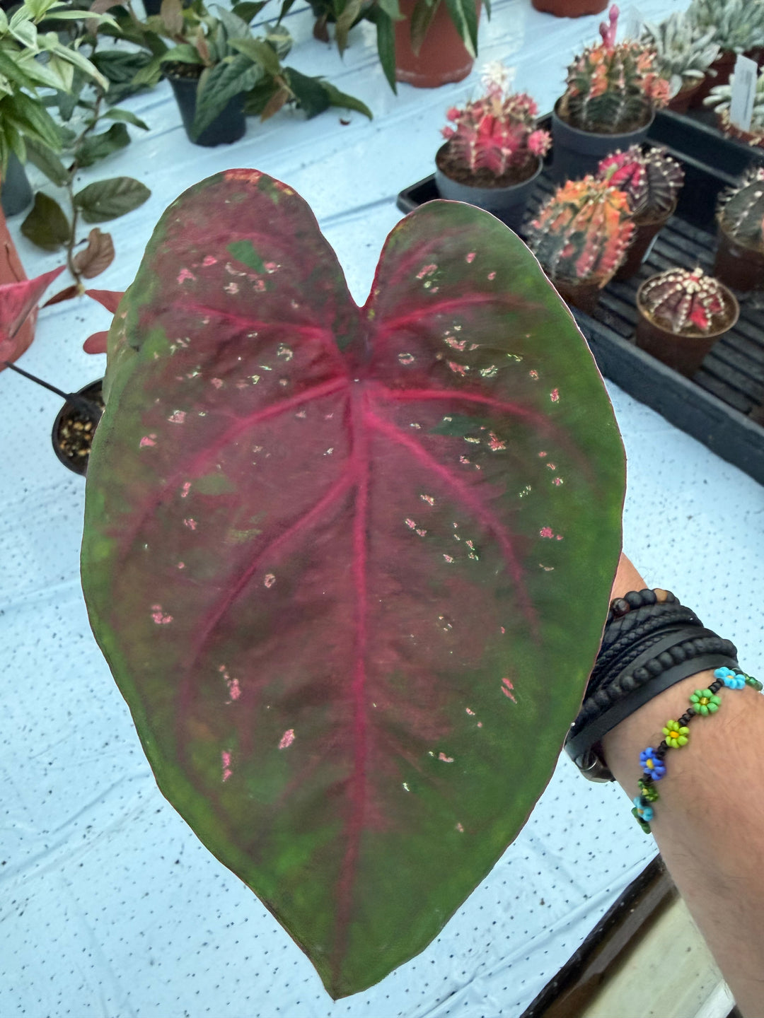 Caladium