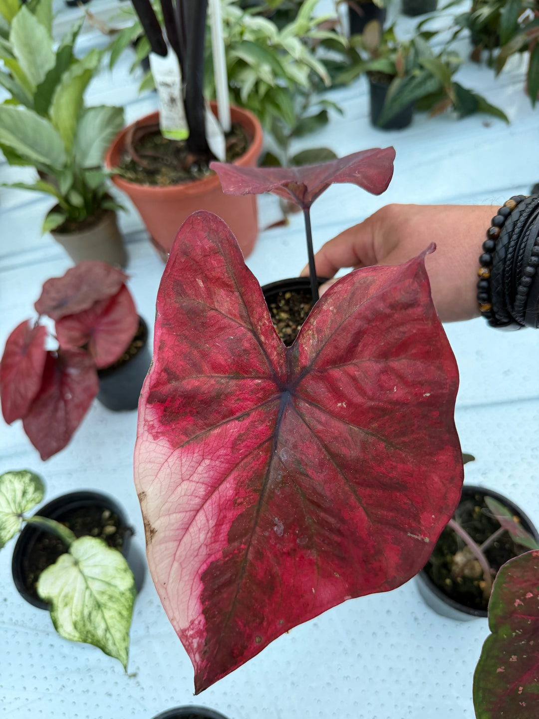 Caladium