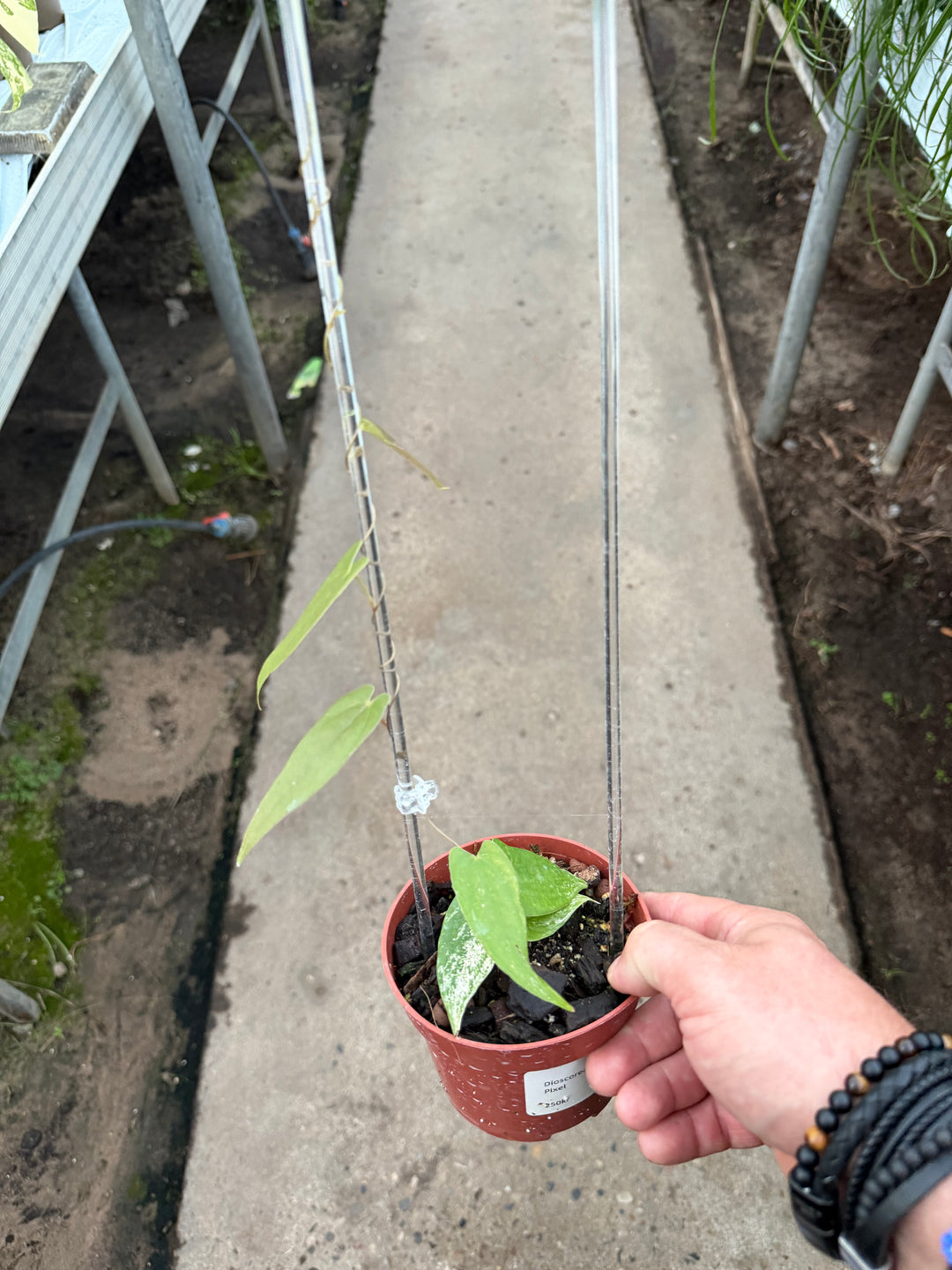 Dioscorea pixel