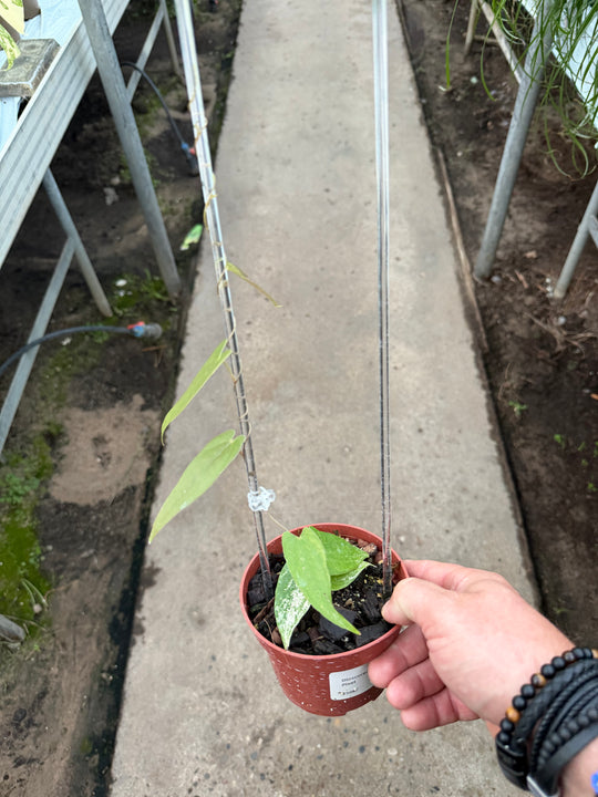 Dioscorea pixel
