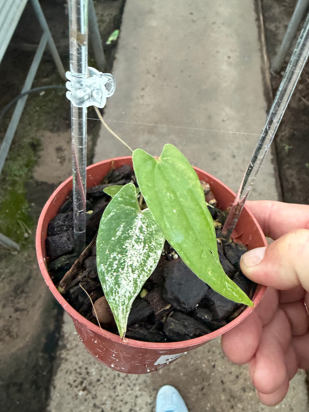 Dioscorea pixel