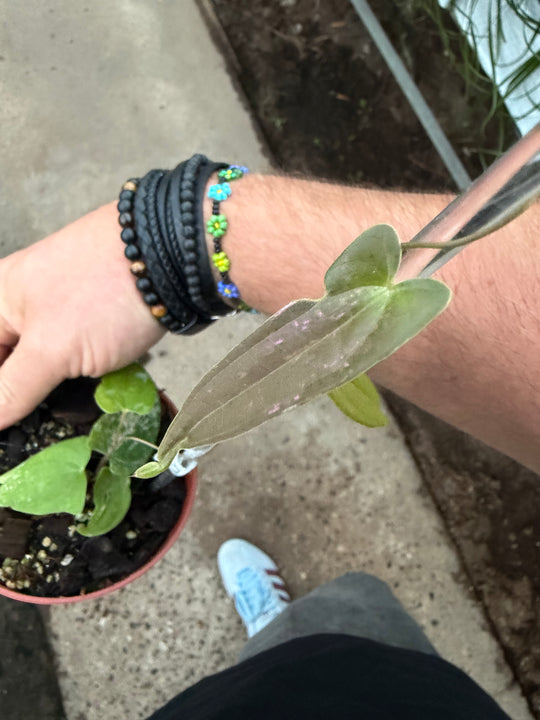 Dioscorea pixel