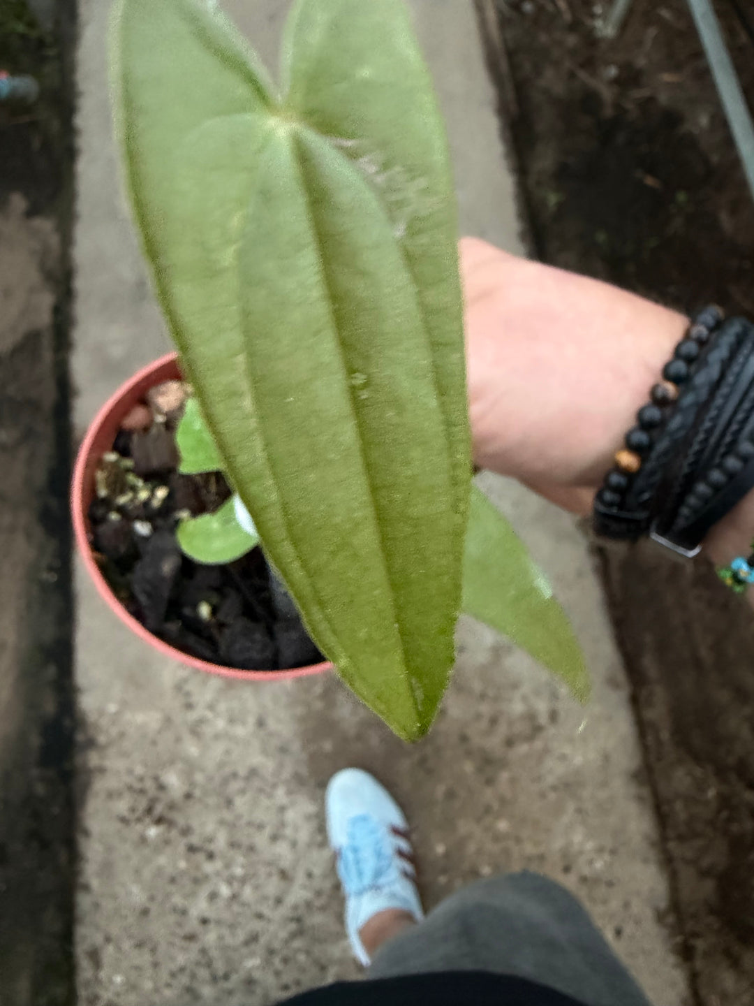 Dioscorea pixel