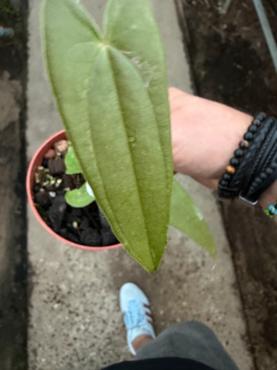 Dioscorea pixel