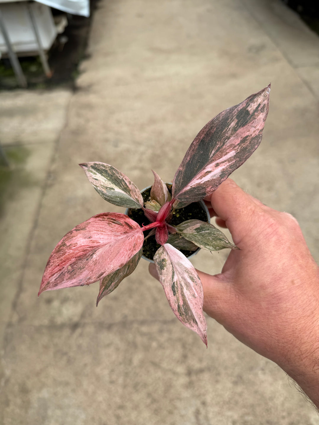 Philodendron fire phoenix