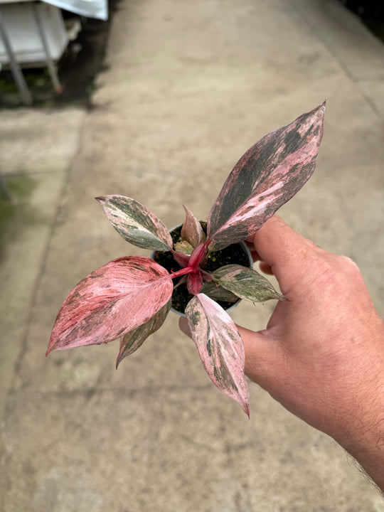 Philodendron fire phoenix