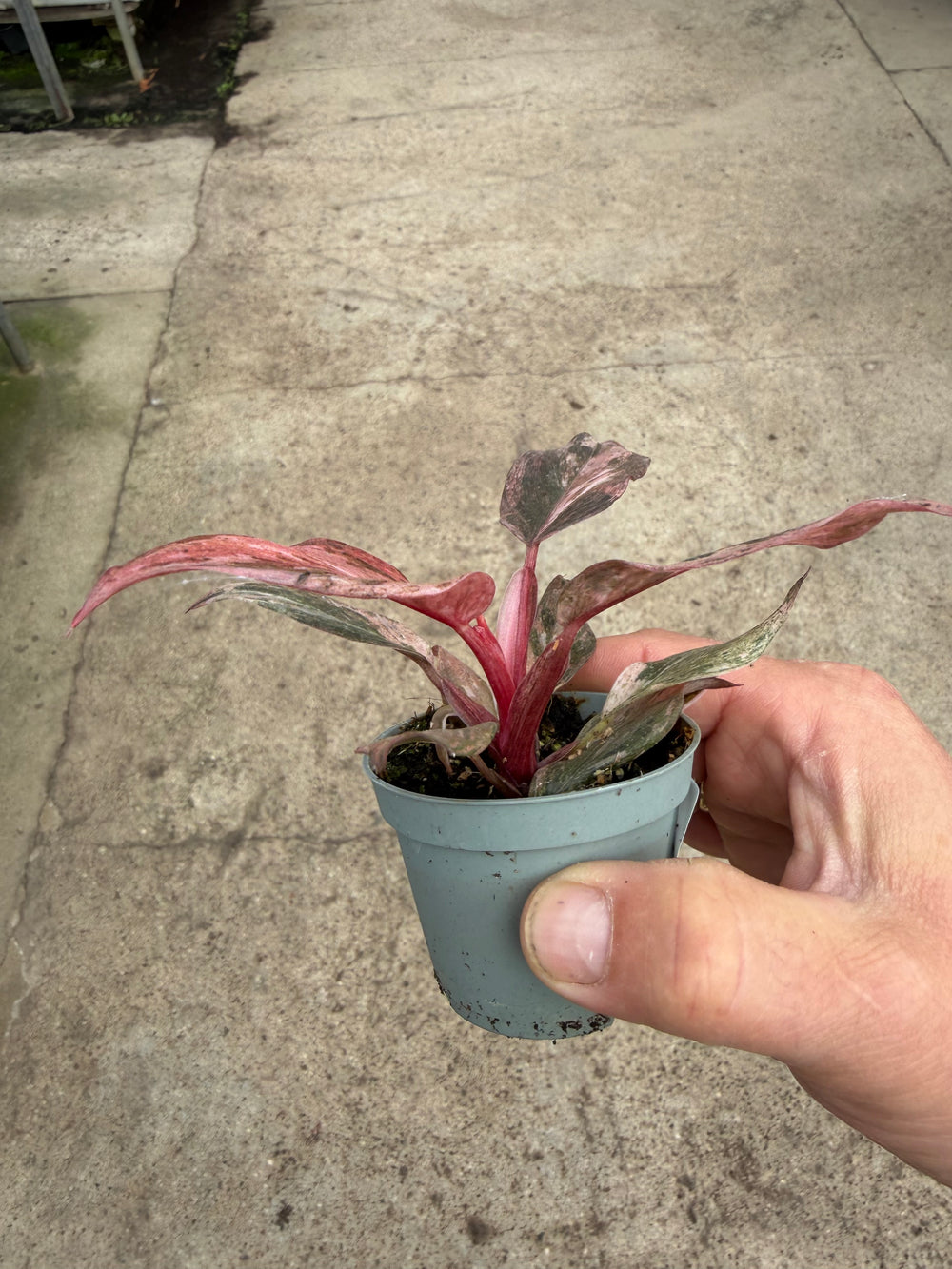 Philodendron fire phoenix