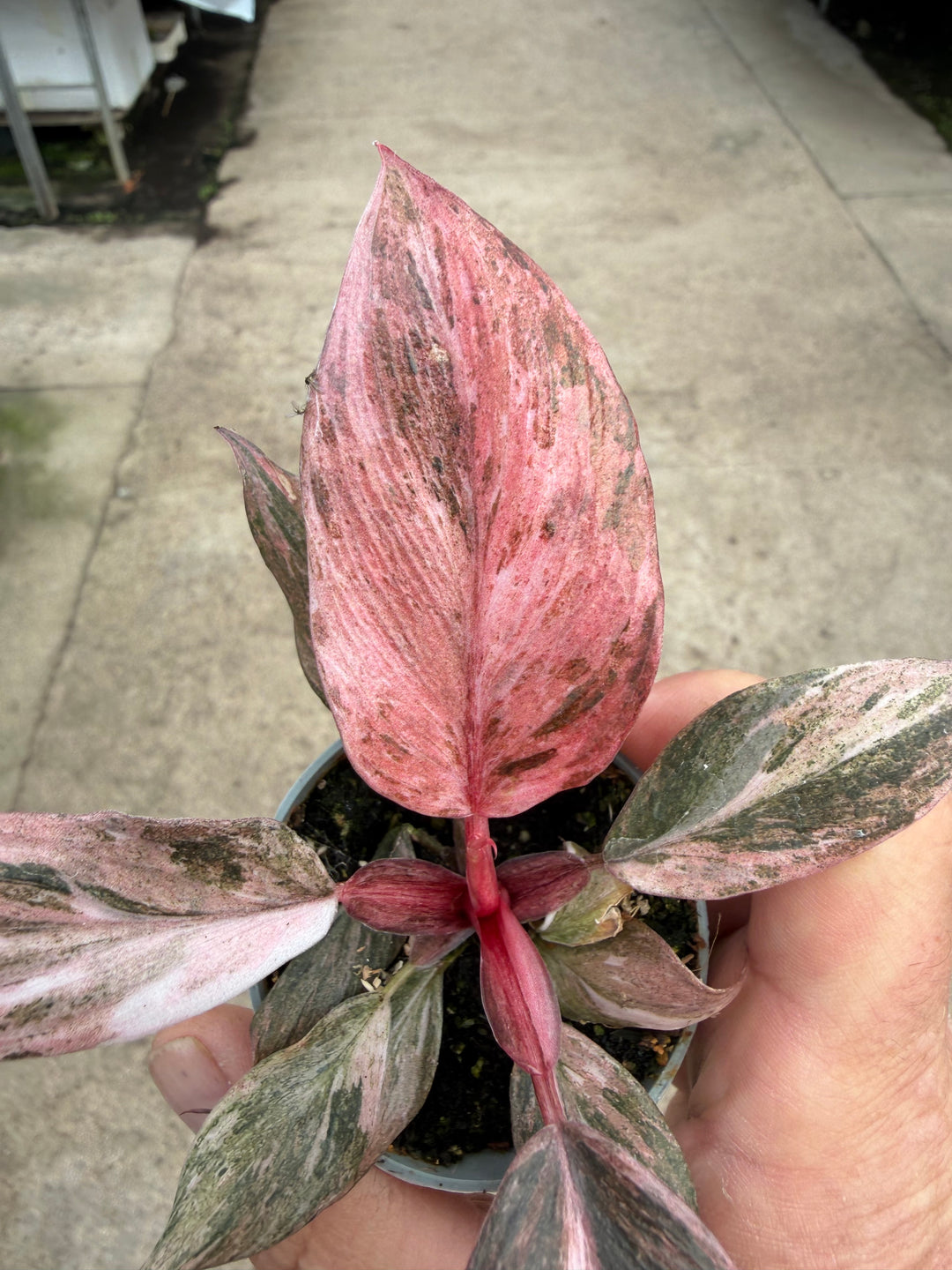 Philodendron fire phoenix