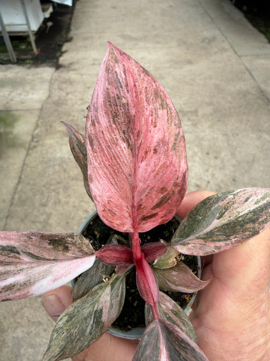 Philodendron fire phoenix