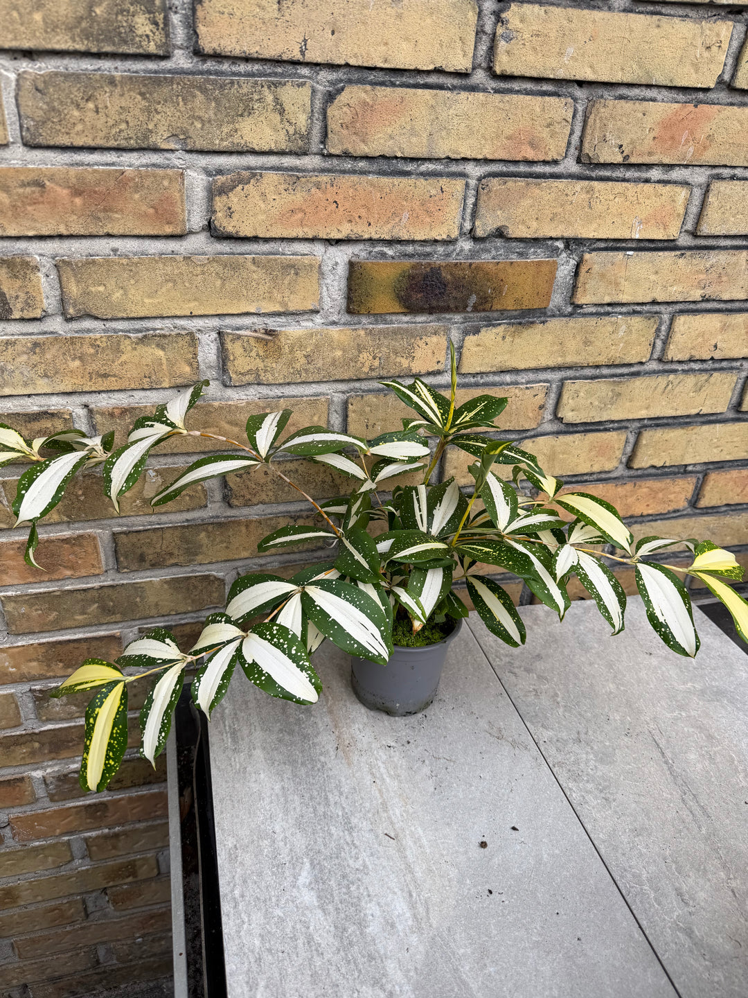 Dracaena milkey Way