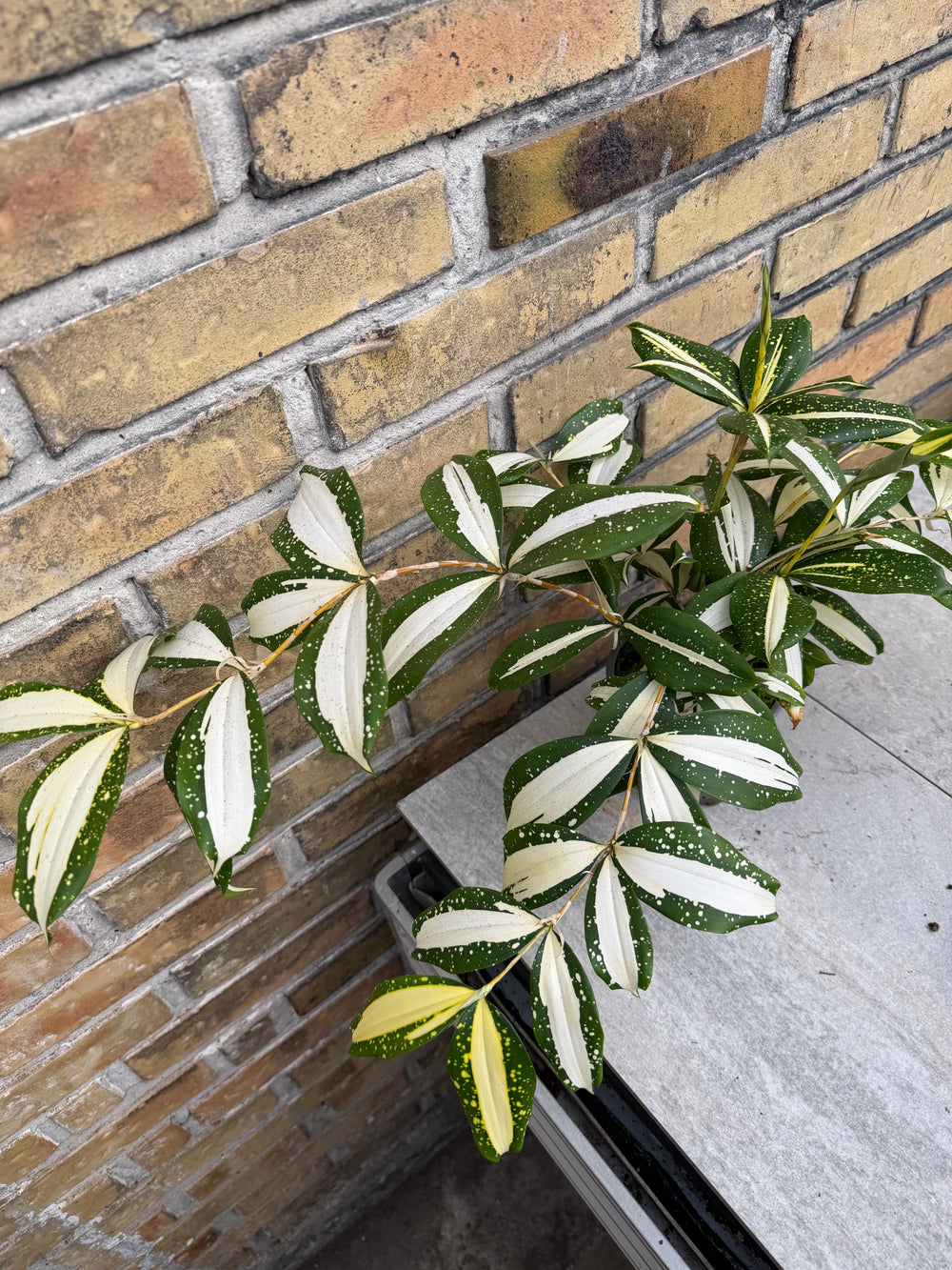 Dracaena milkey Way