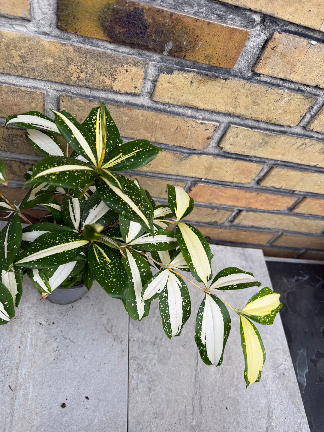 Dracaena milkey Way
