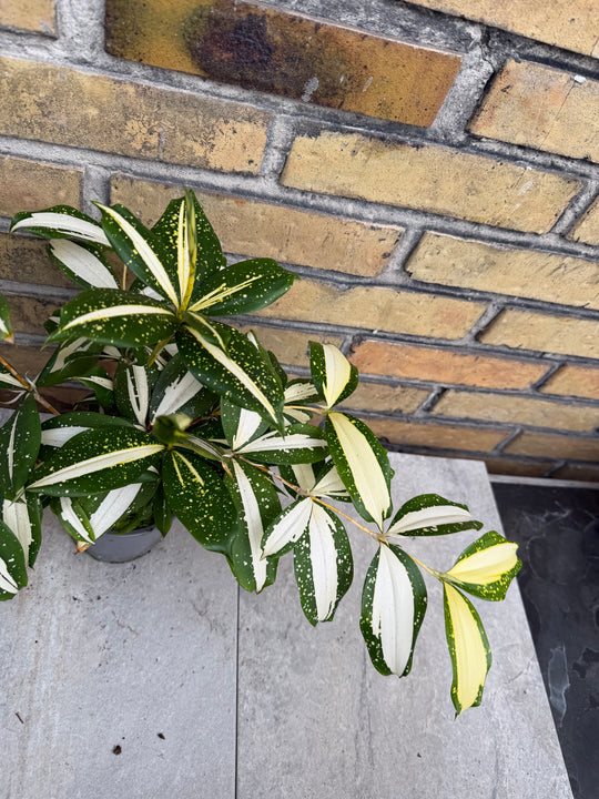 Dracaena milkey Way