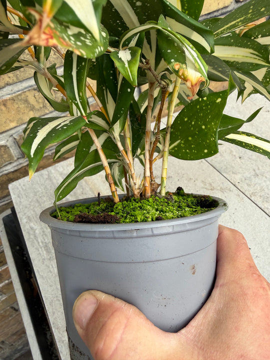Dracaena milkey Way