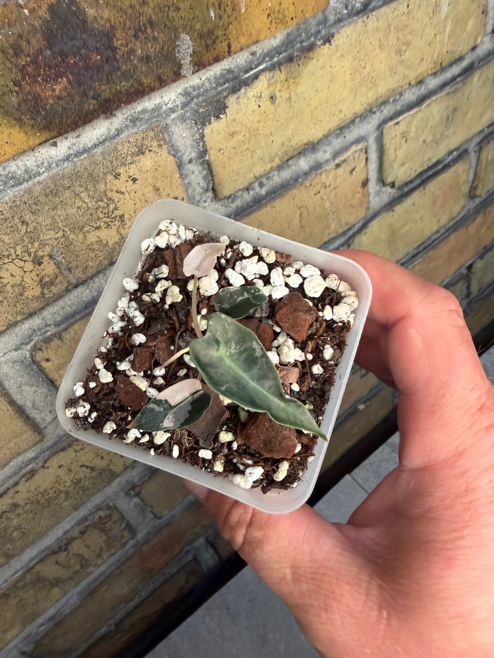Alocasia bambino pinkki