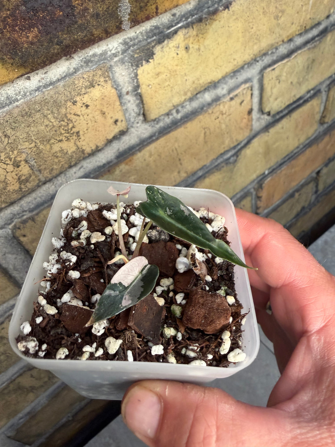 Alocasia bambino pinkki