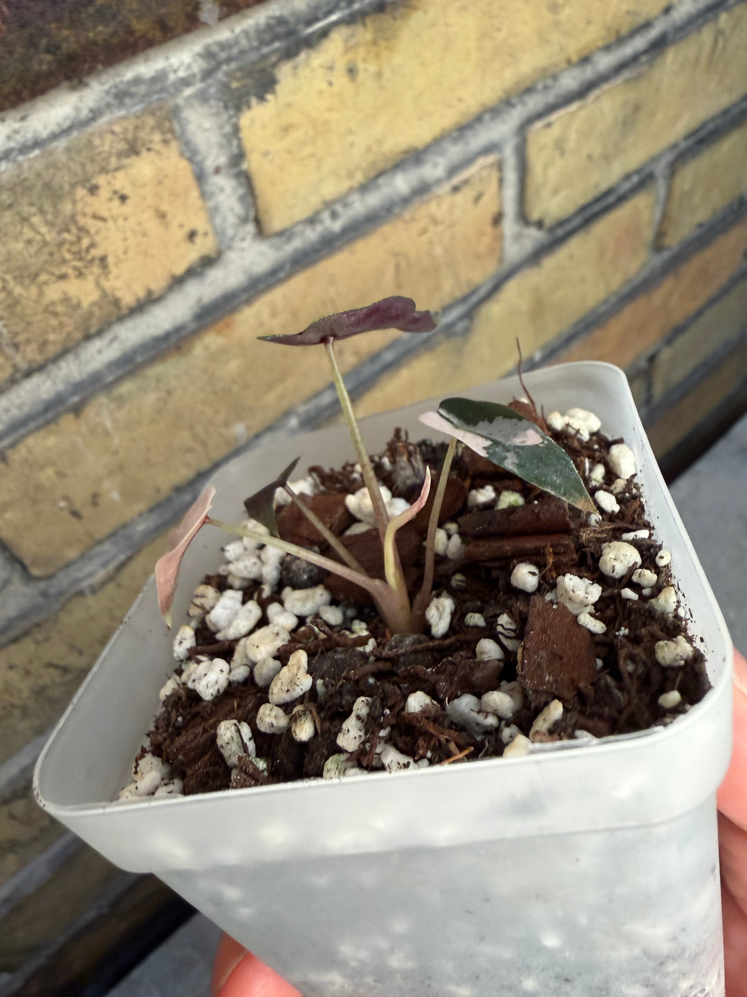 Alocasia bambino pinkki