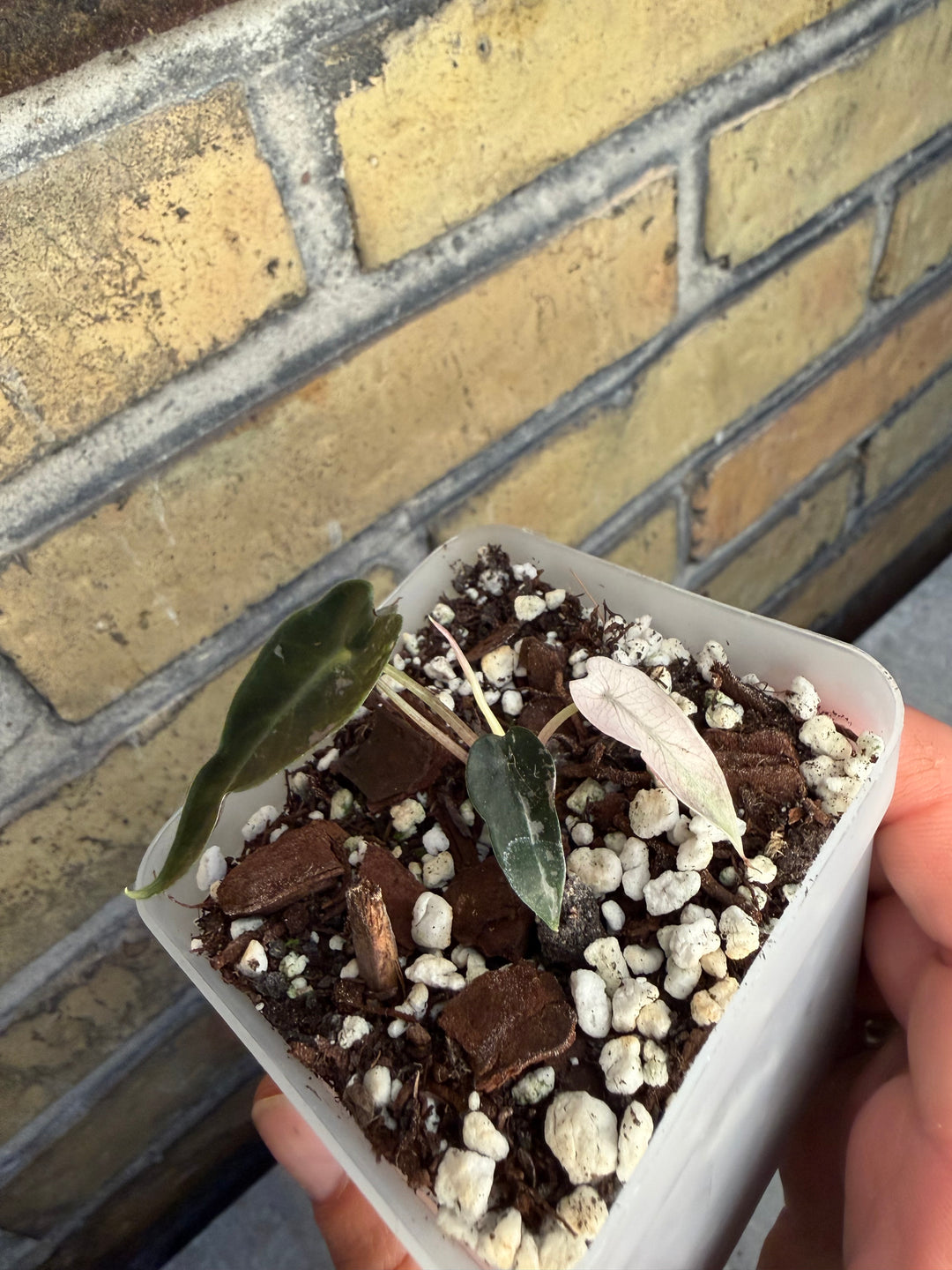 Alocasia bambino pinkki