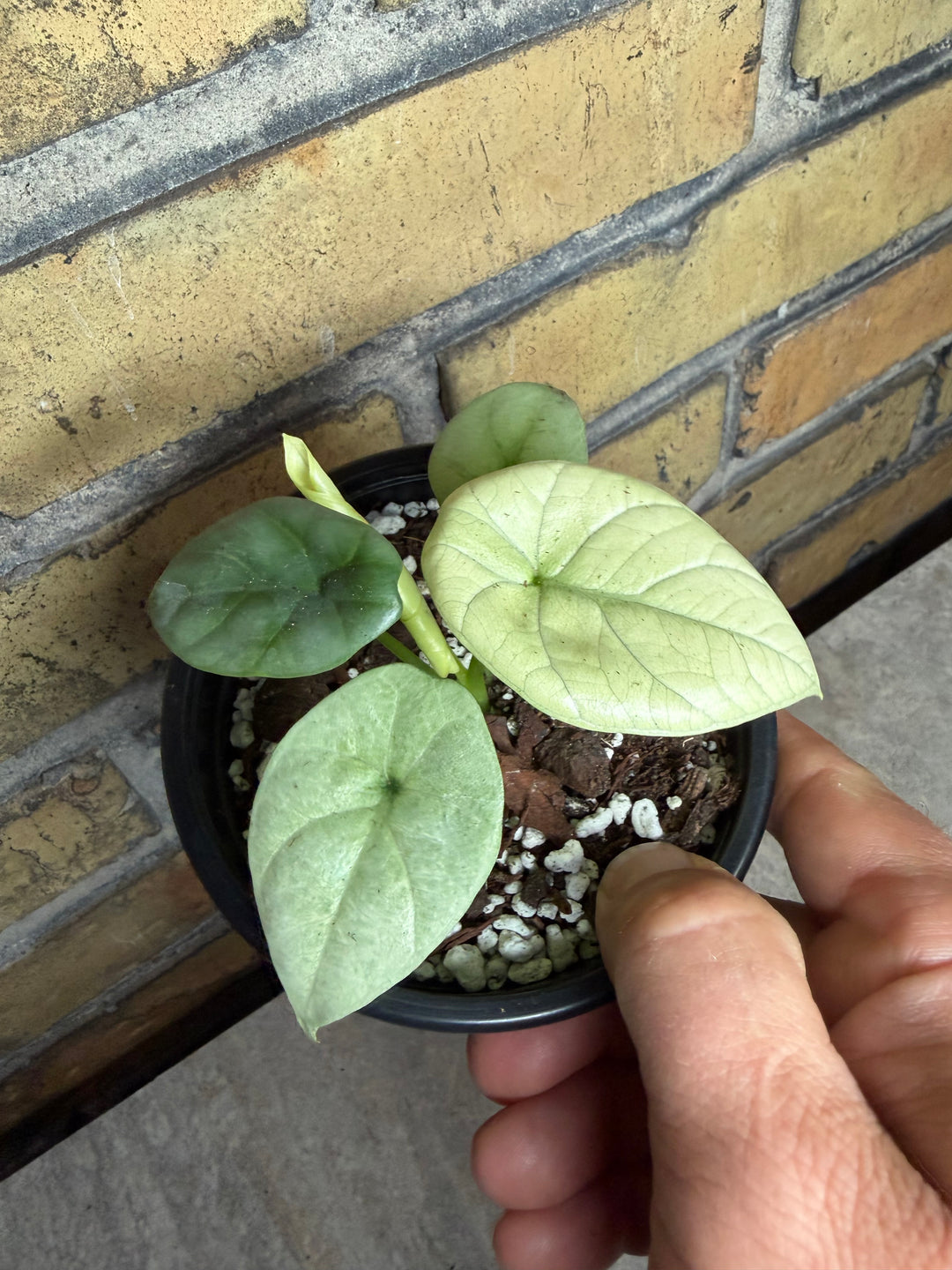 Alocasia silver dragon albo mint