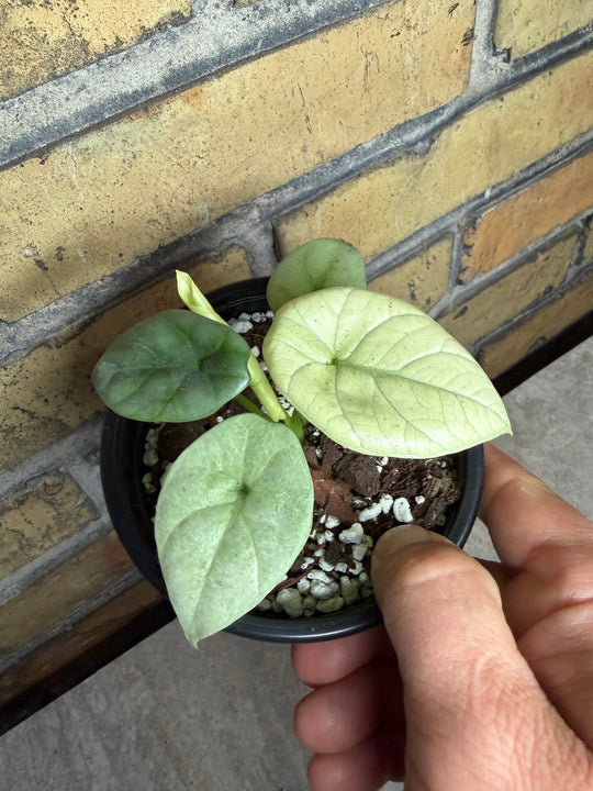 Alocasia silver dragon albo mint