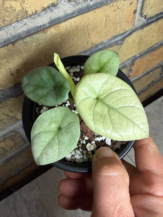 Alocasia silver dragon albo mint