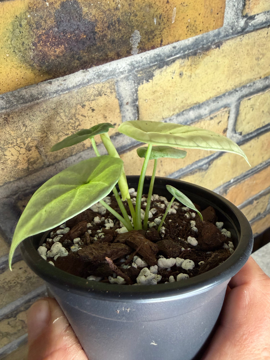 Alocasia silver dragon albo mint