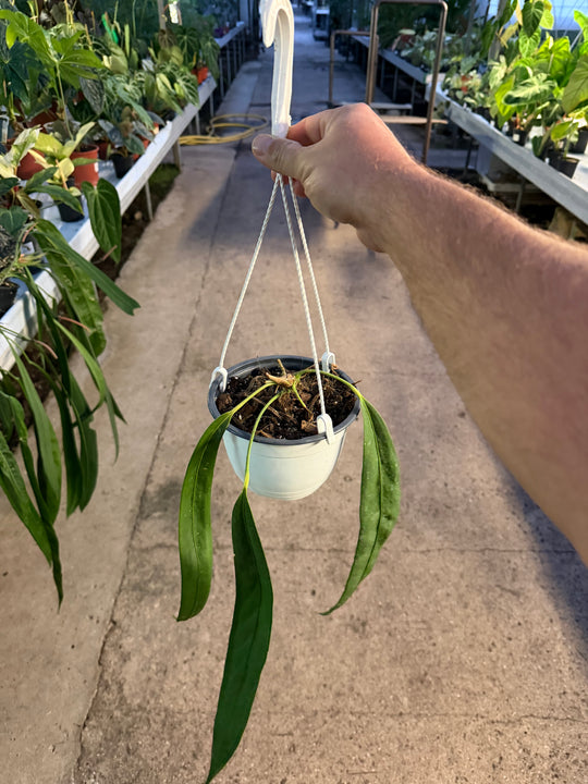 Anthurium wendlingeri