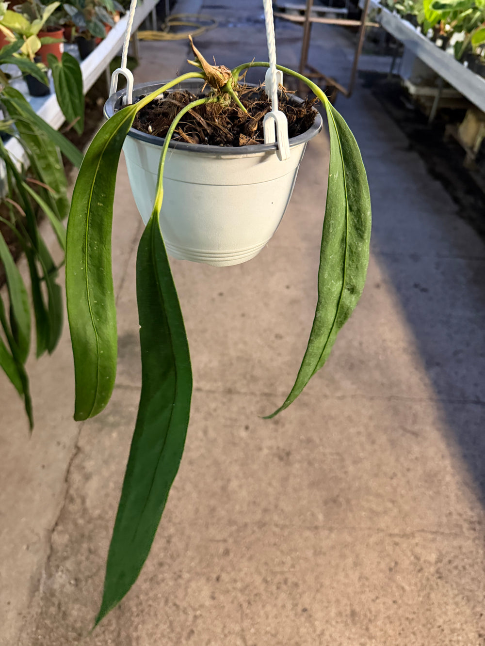 Anthurium wendlingeri