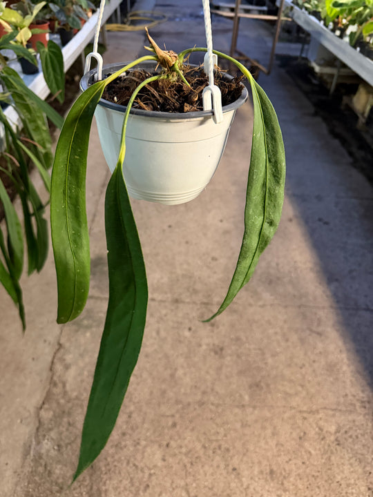 Anthurium wendlingeri