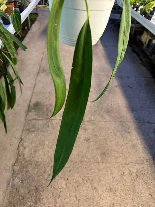 Anthurium wendlingeri