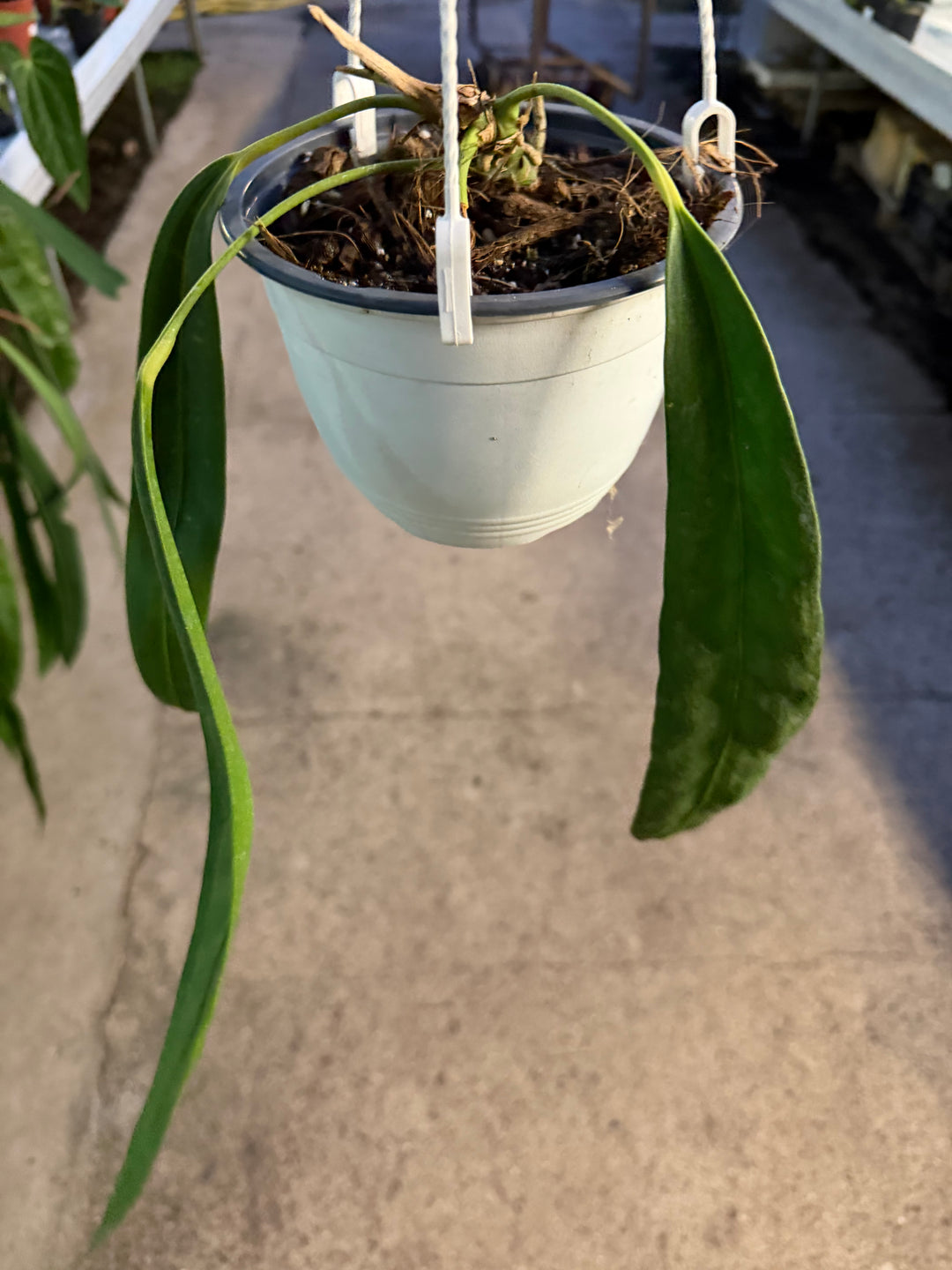 Anthurium wendlingeri