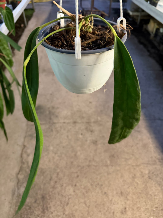 Anthurium wendlingeri