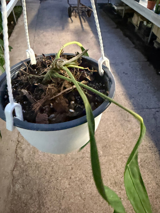 Anthurium wendlingeri