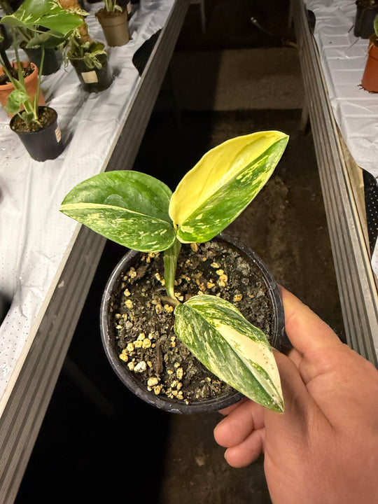Monstera standleyana Varigata