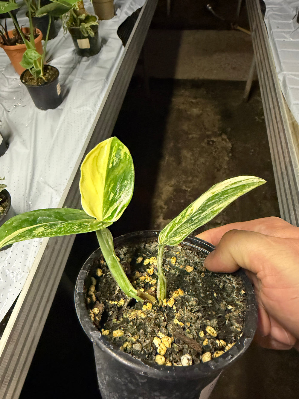 Monstera standleyana Varigata