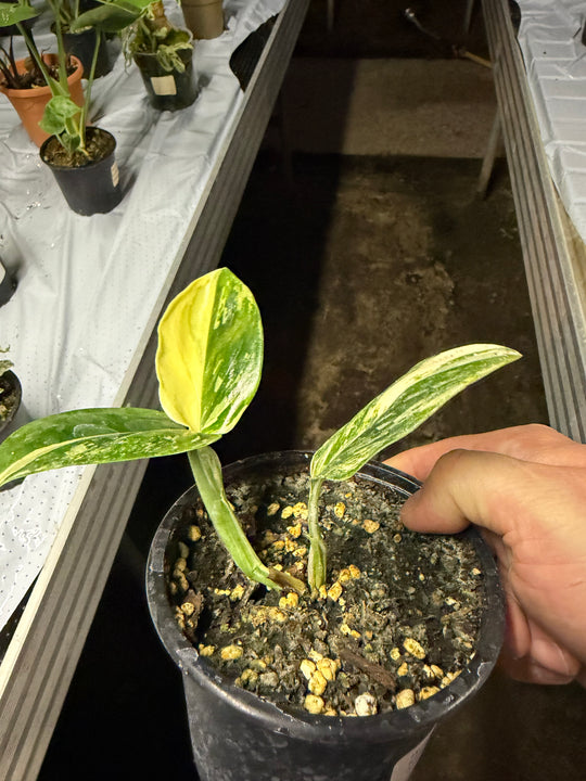 Monstera standleyana Varigata