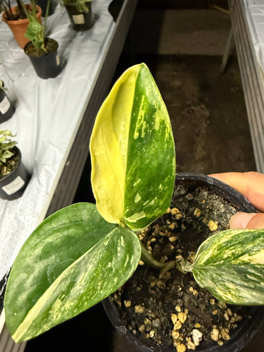 Monstera standleyana Varigata