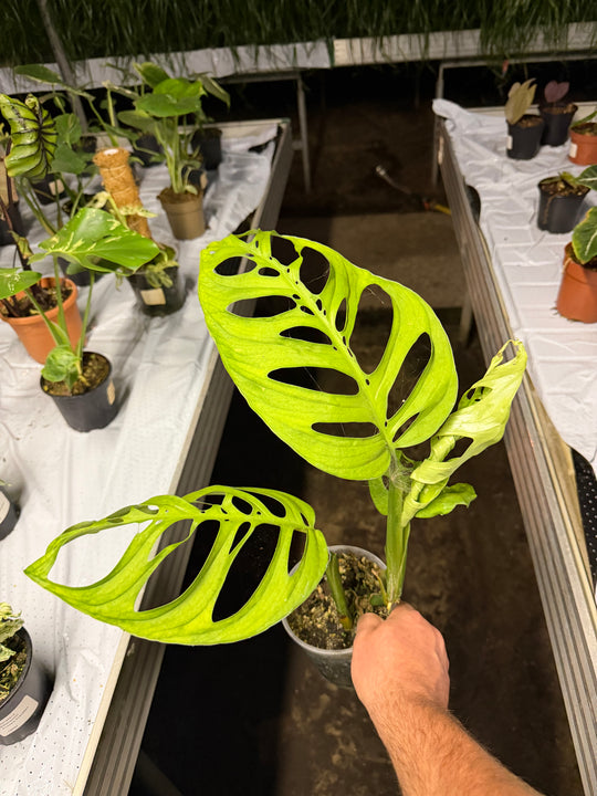 Monstera esqueleto 12 cm