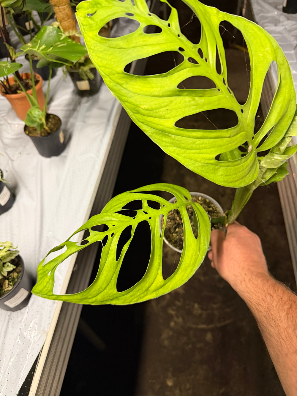 Monstera esqueleto 12 cm