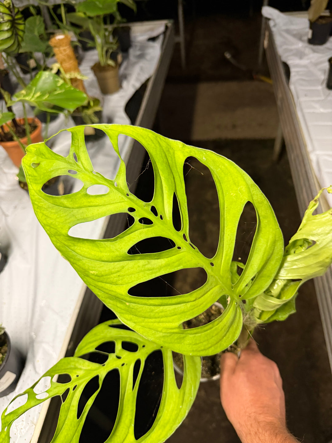 Monstera esqueleto 12 cm