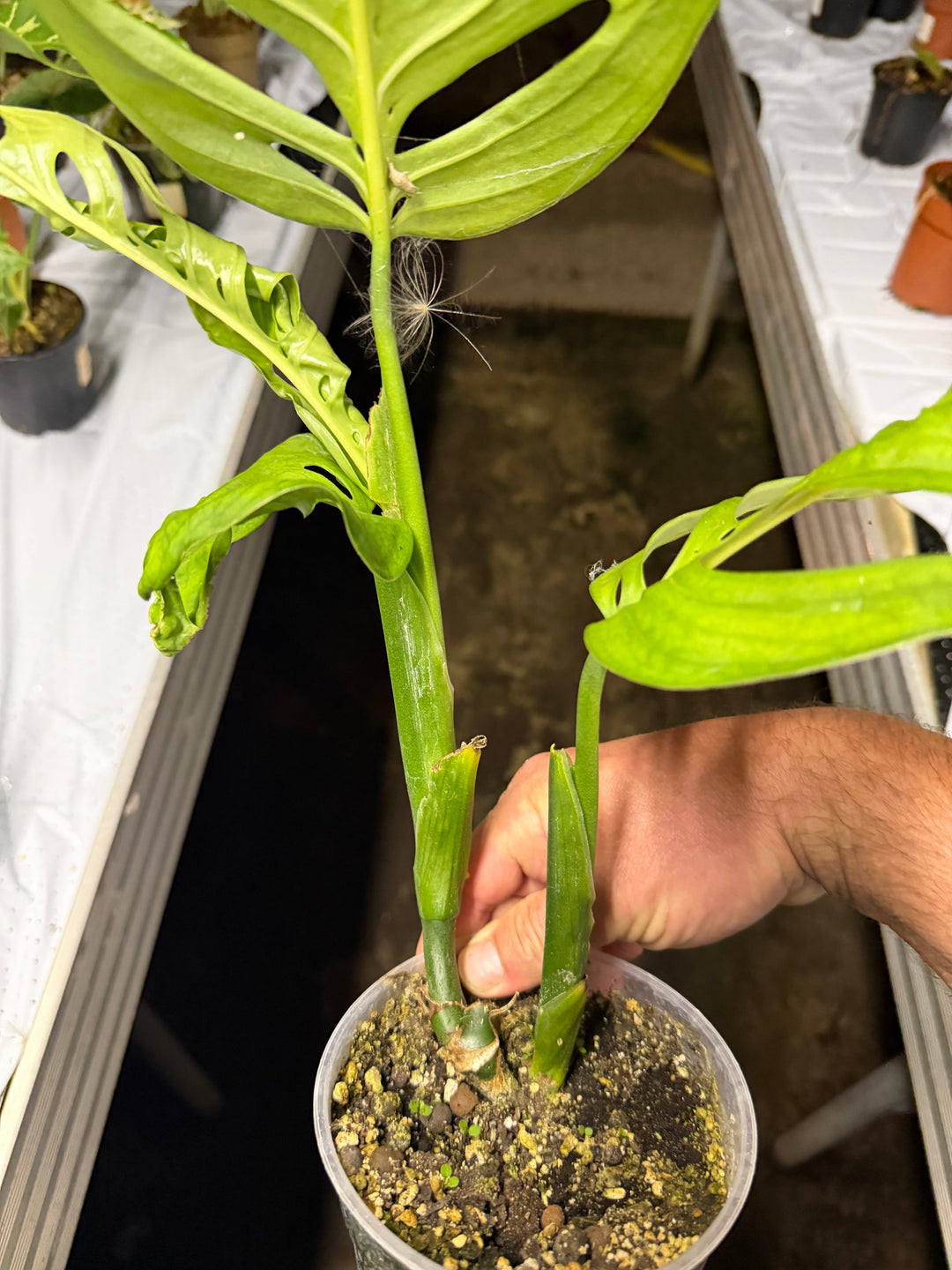 Monstera esqueleto 12 cm